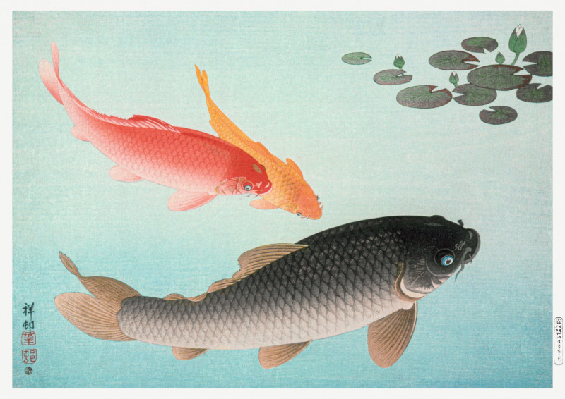 Common and Golden Carp by Ohara Koson